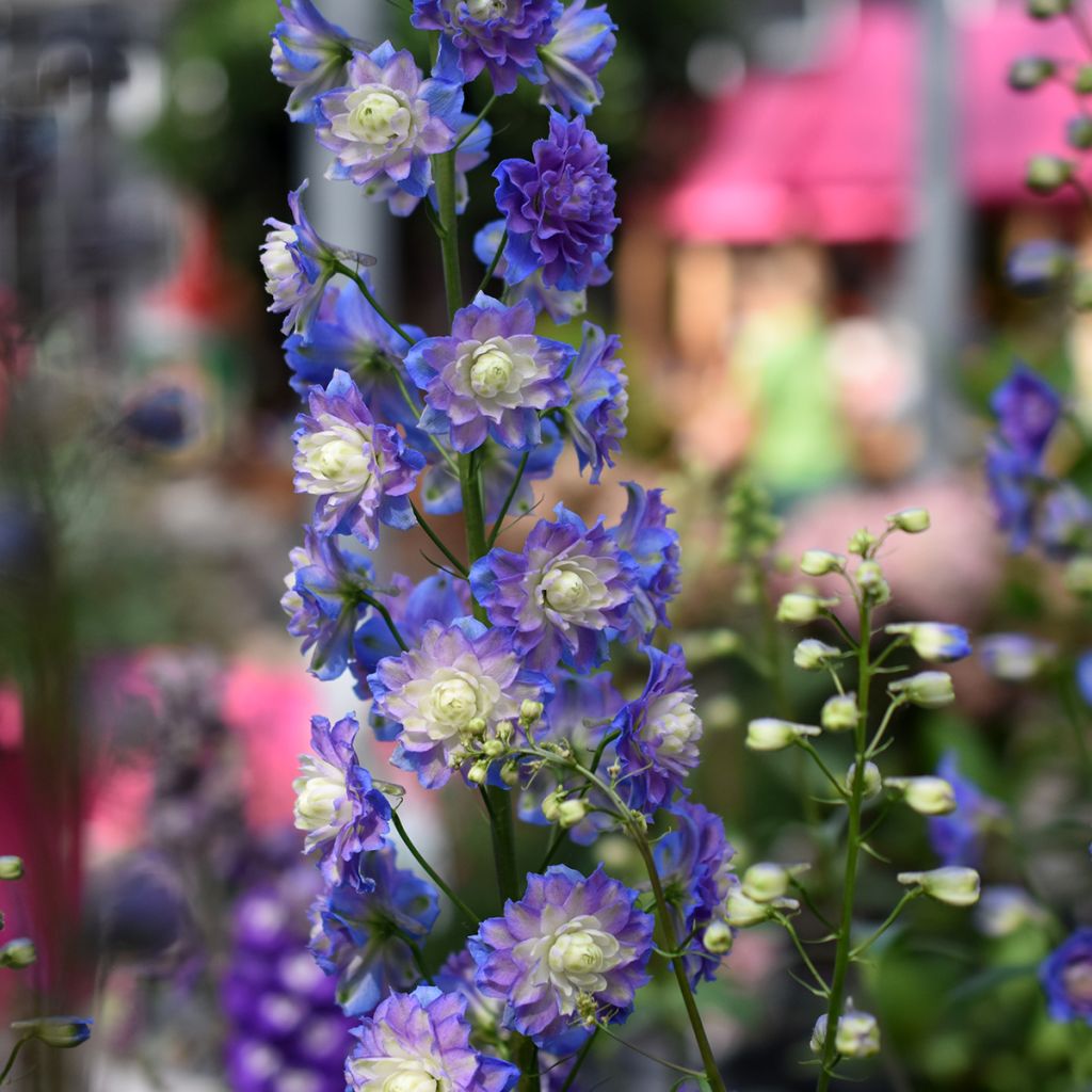 Espuela de caballero - Delphinium elatum Highlander Bolero