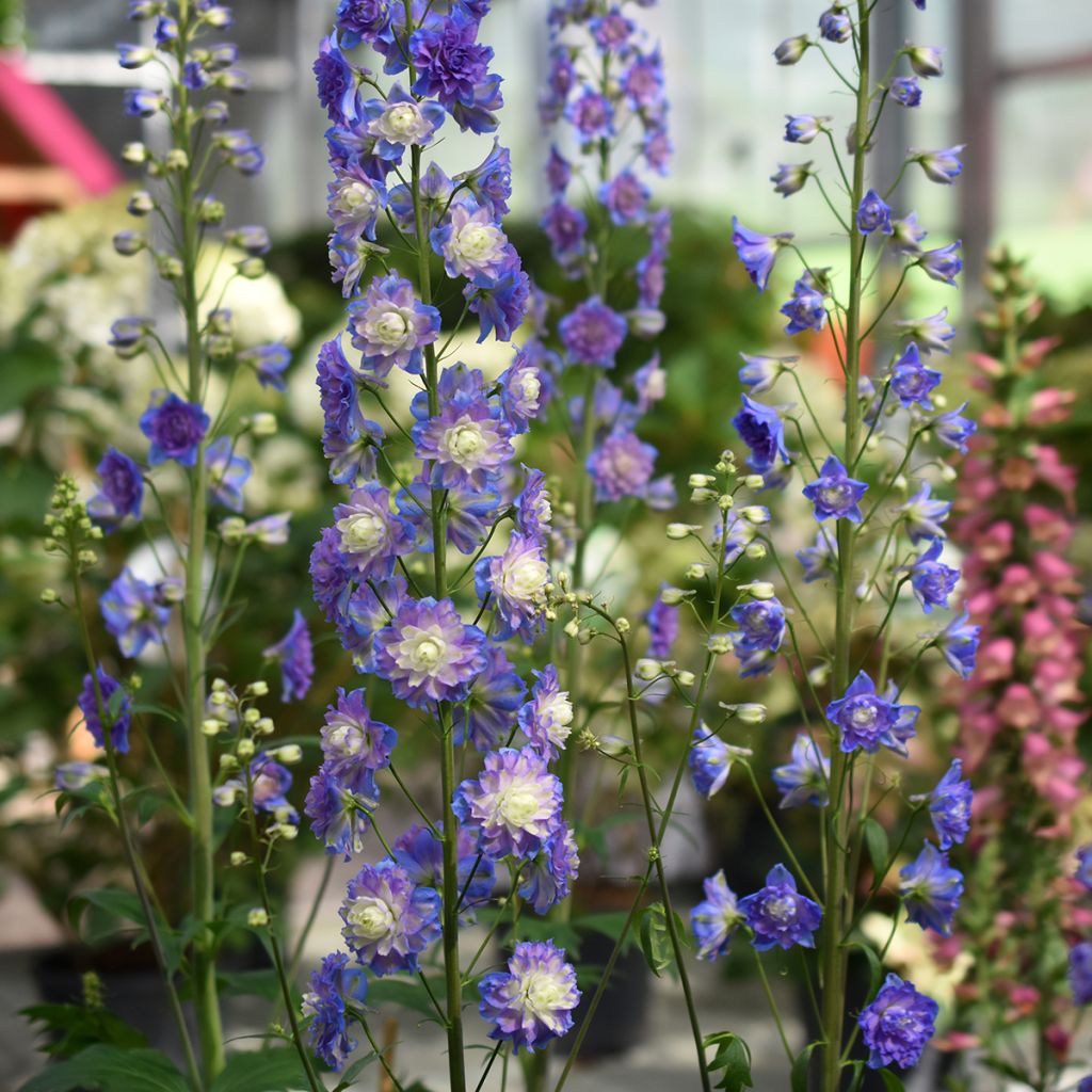 Espuela de caballero - Delphinium elatum Highlander Bolero