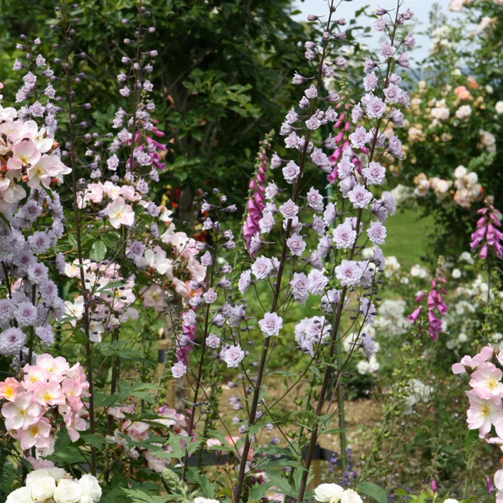 Espuela de caballero - Delphinium elatum Highlander Cha Cha