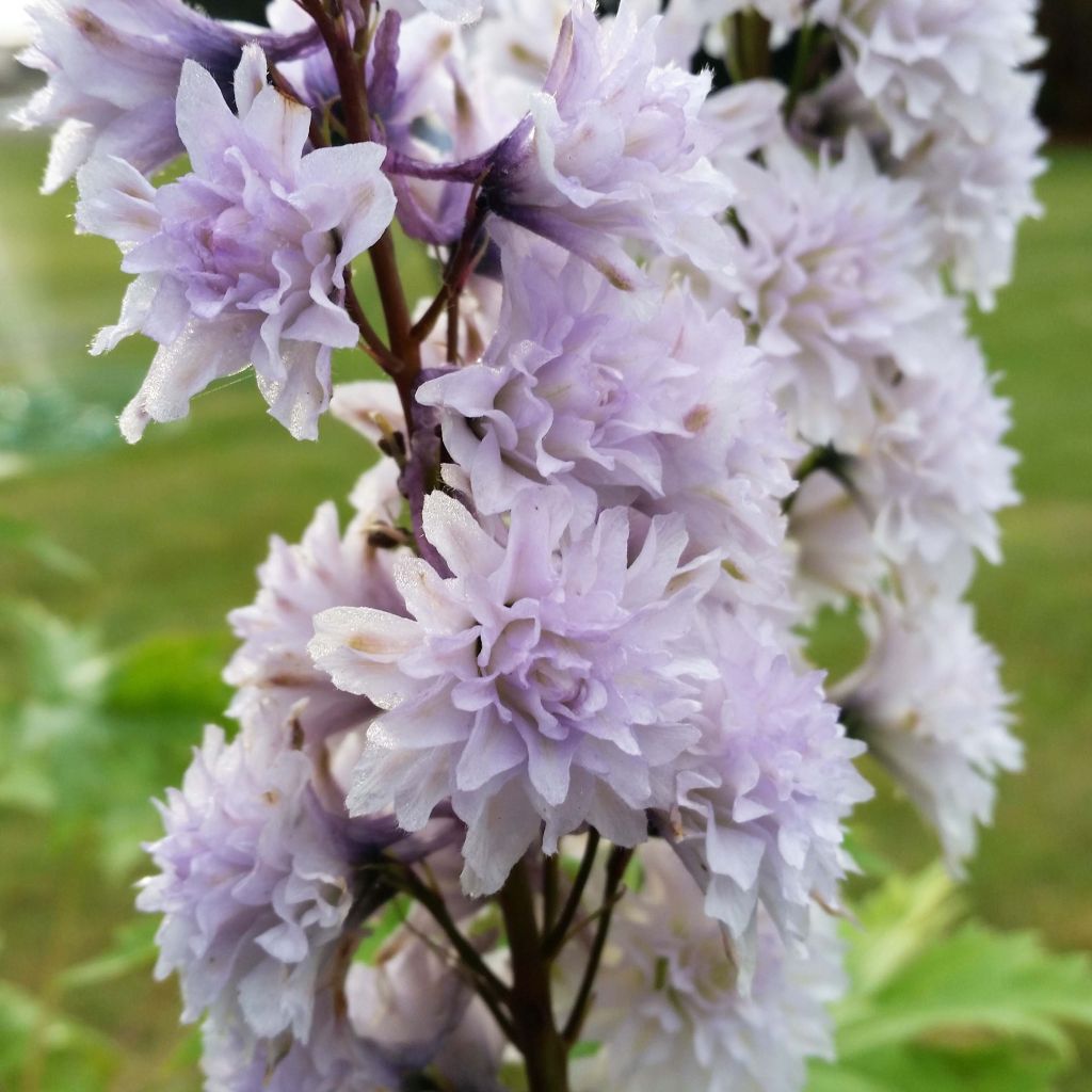 Espuela de caballero - Delphinium elatum Highlander Cha Cha