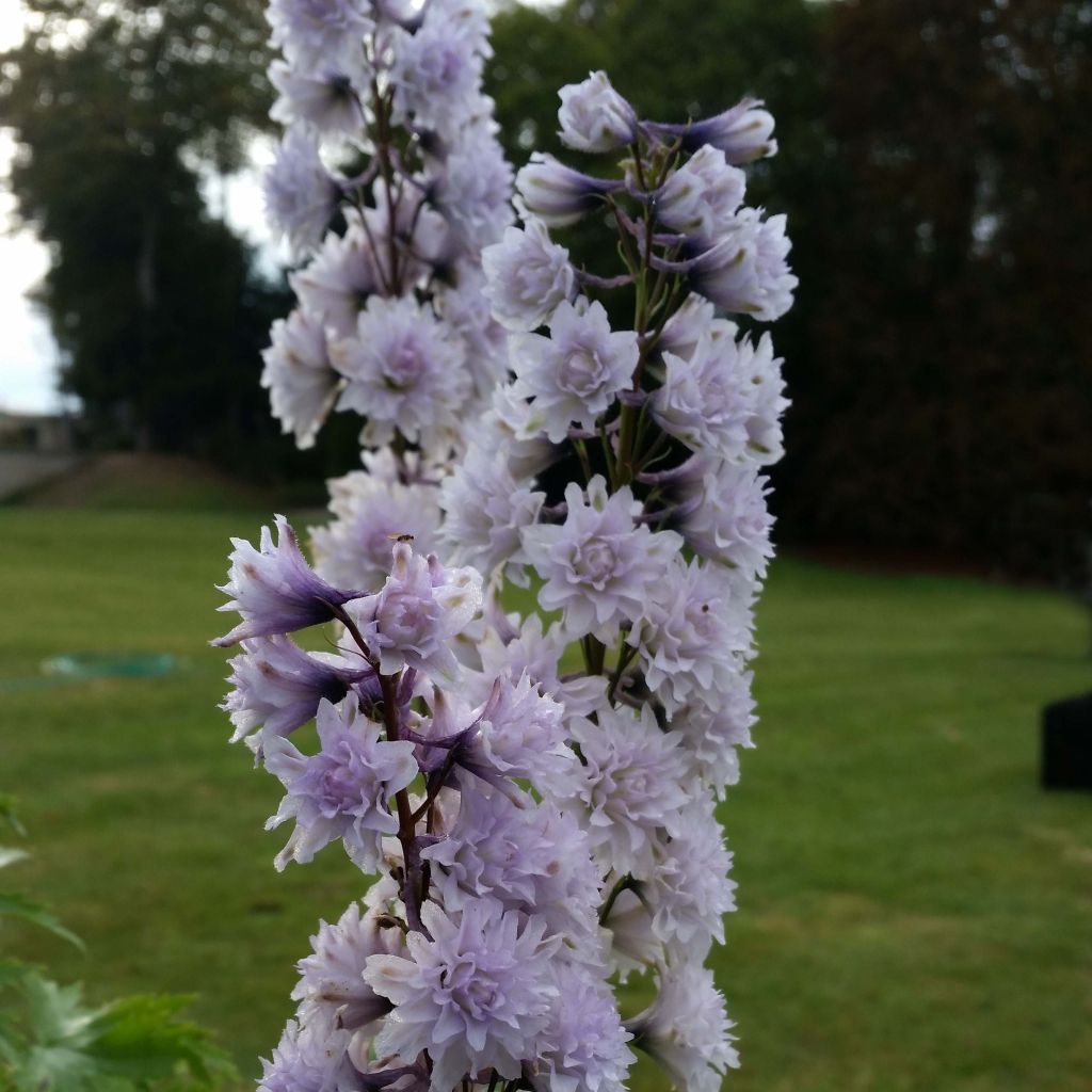 Espuela de caballero - Delphinium elatum Highlander Cha Cha