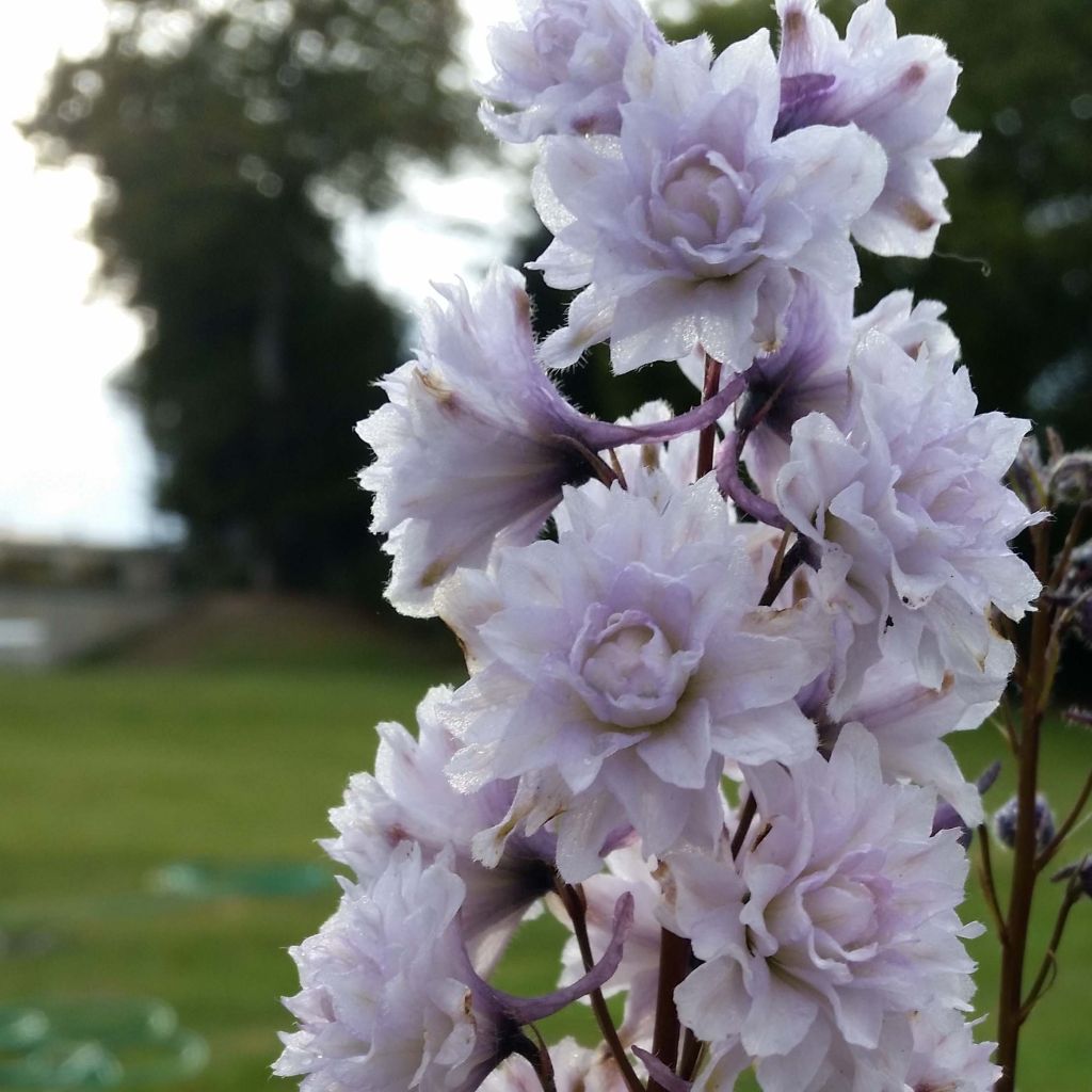 Espuela de caballero - Delphinium elatum Highlander Cha Cha