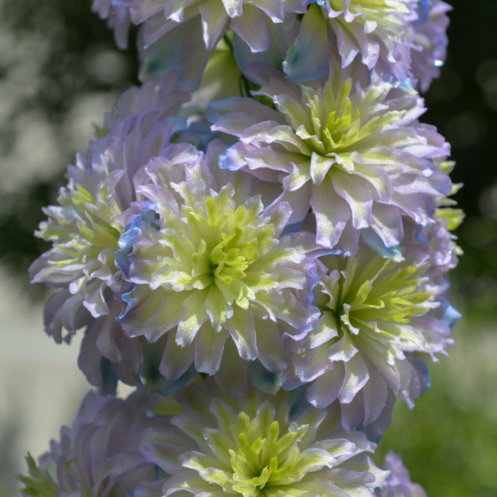 Espuela de caballero - Delphinium elatum Highlander Sweet Sensation