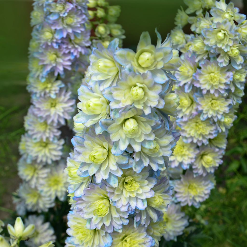 Espuela de caballero - Delphinium elatum Highlander Sweet Sensation