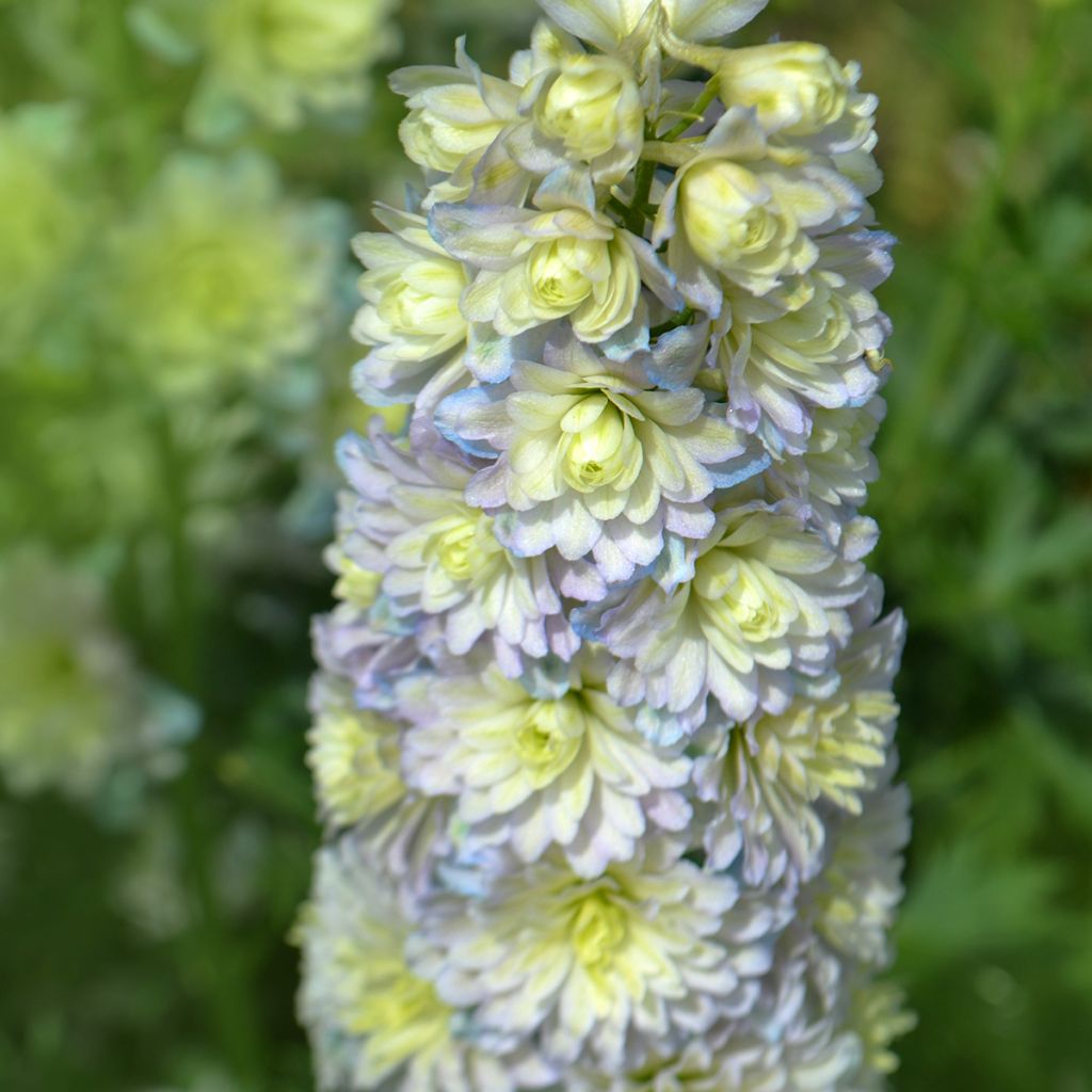 Espuela de caballero - Delphinium elatum Highlander Sweet Sensation