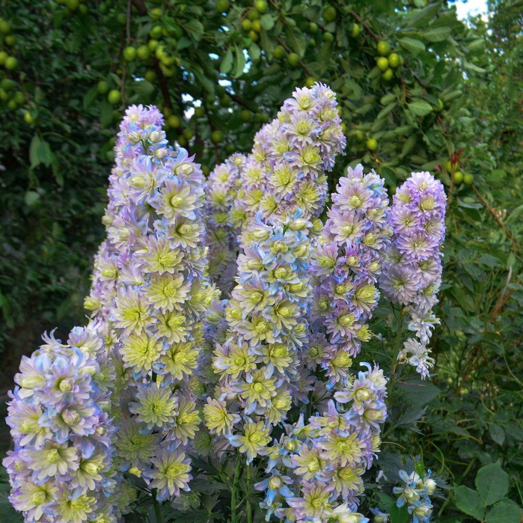 Espuela de caballero - Delphinium elatum Highlander Sweet Sensation