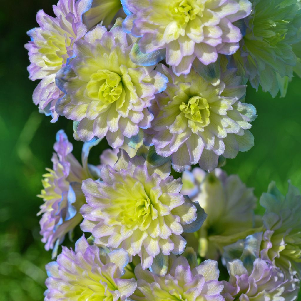 Espuela de caballero - Delphinium elatum Highlander Sweet Sensation