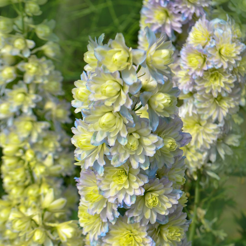 Espuela de caballero - Delphinium elatum Highlander Sweet Sensation