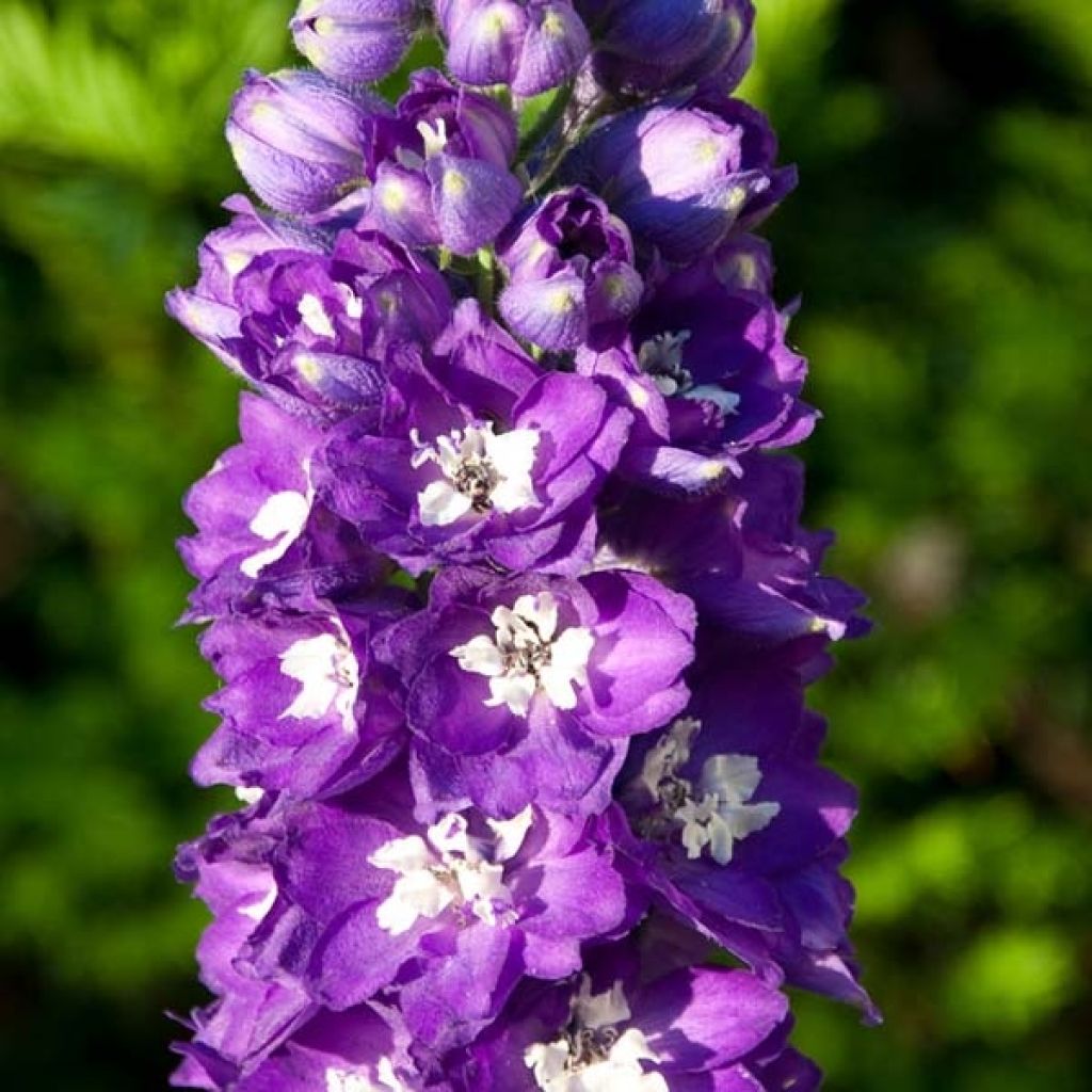 Espuela de caballero - Delphinium Pacific-hybrid King Arthur