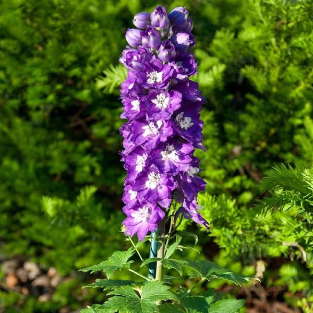 Espuela de caballero - Delphinium Pacific-hybrid King Arthur