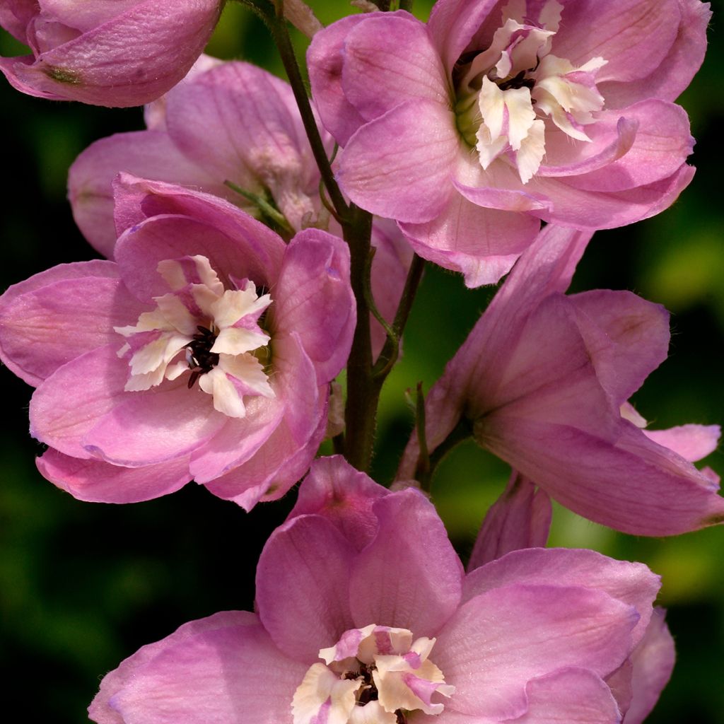 Espuela de caballero - Delphinium Pacific-hybrid Astolat