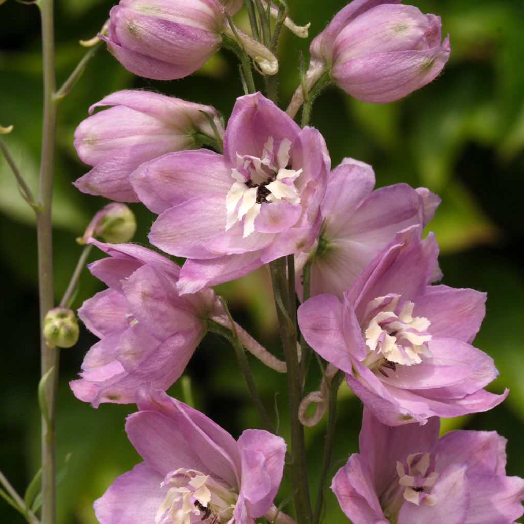 Espuela de caballero - Delphinium Pacific-hybrid Astolat