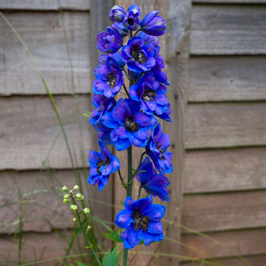 Espuela de caballero - Delphinium Pacific-hybrid Black Knight