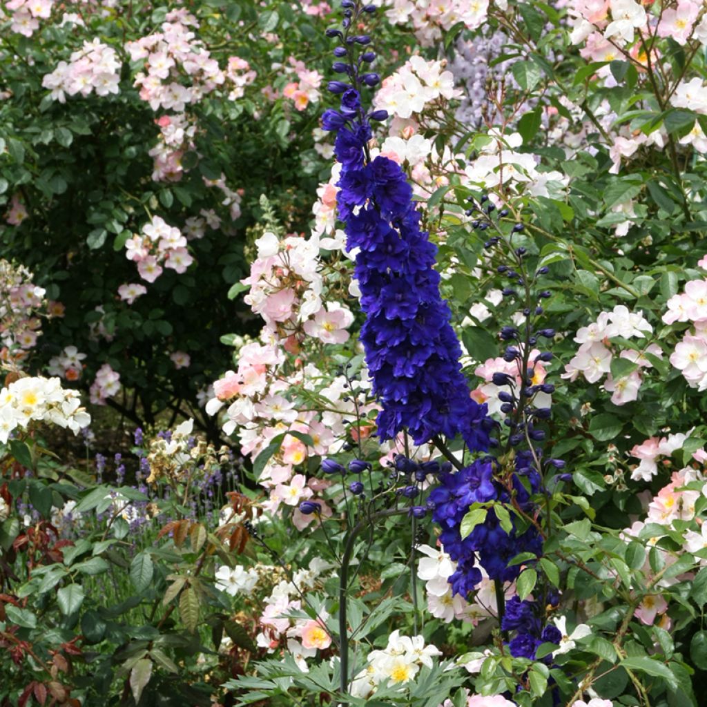 Espuela de caballero - Delphinium Pacific-hybrid Black Knight