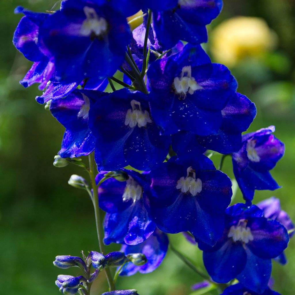 Espuela de caballero - Delphinium Pacific-hybrid Black Knight