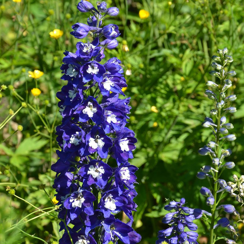 Espuela de caballero - Delphinium Pacific-hybrid Blue Biird