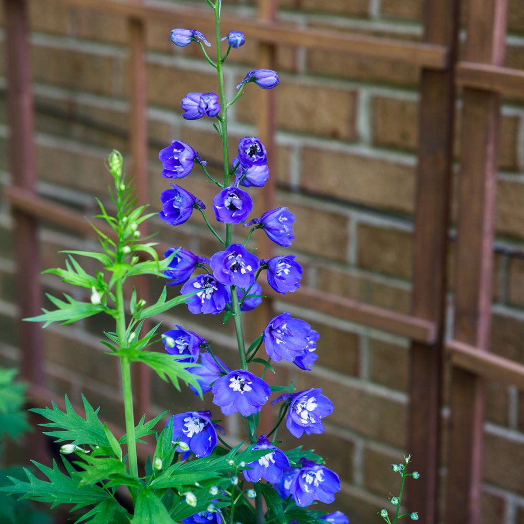 Espuela de caballero - Delphinium Pacific-hybrid Blue Biird