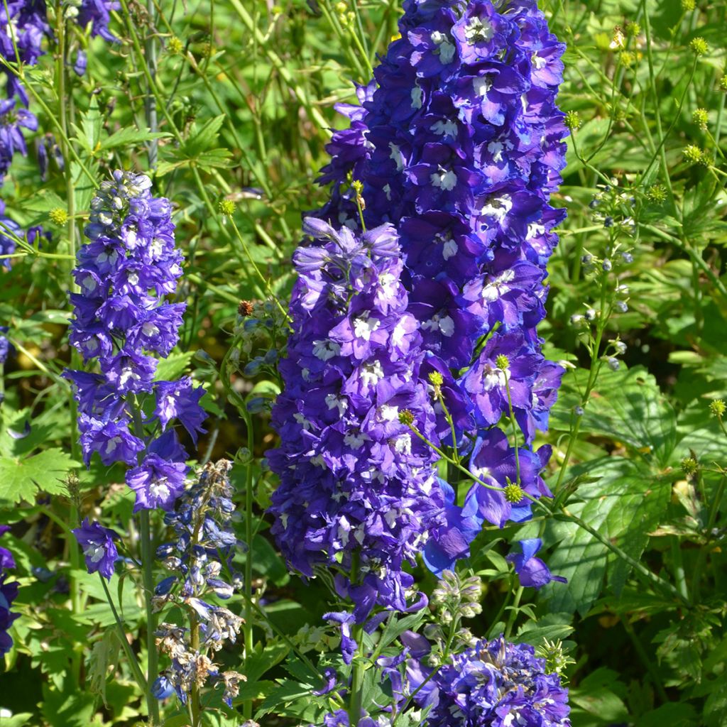 Espuela de caballero - Delphinium Pacific-hybrid Blue Biird