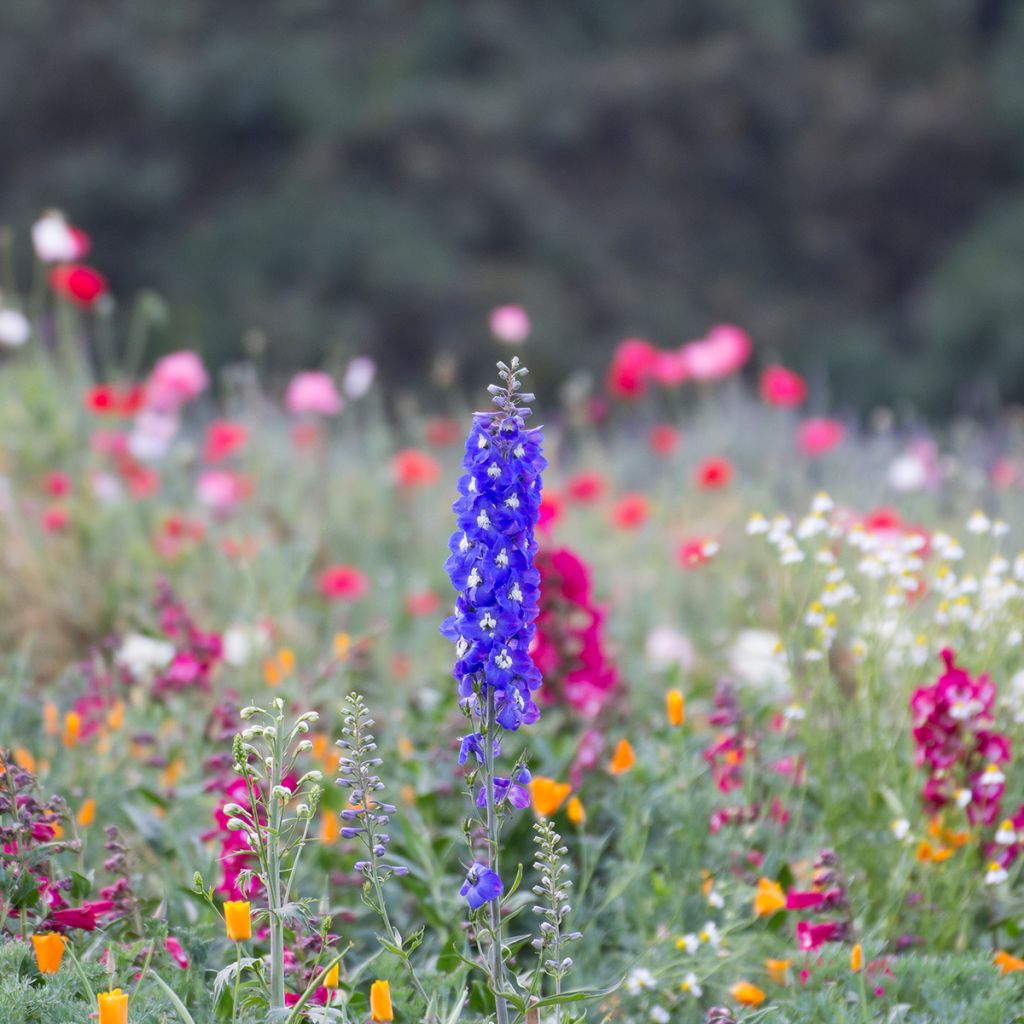 Espuela de caballero - Delphinium Pacific-hybrid Blue Biird