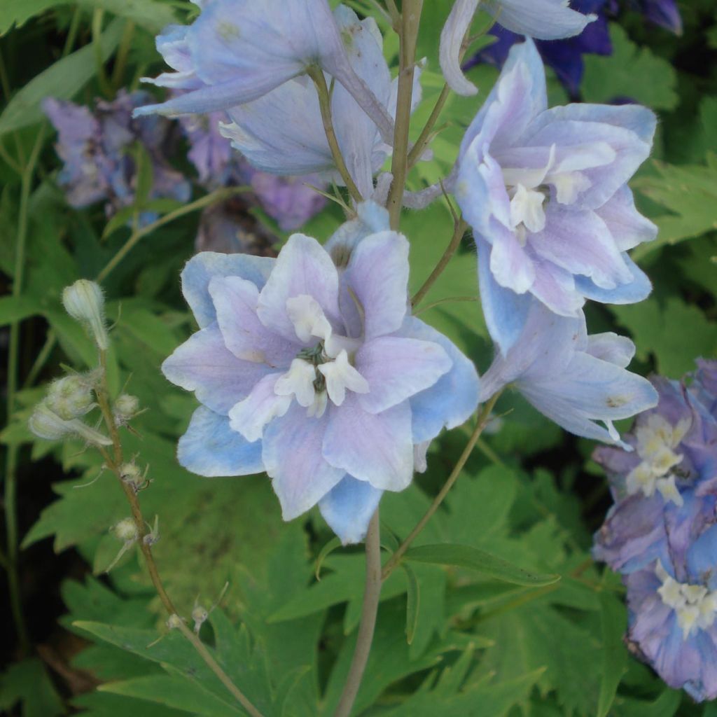 Delphinium pacific Cameliard - Pied d Alouette