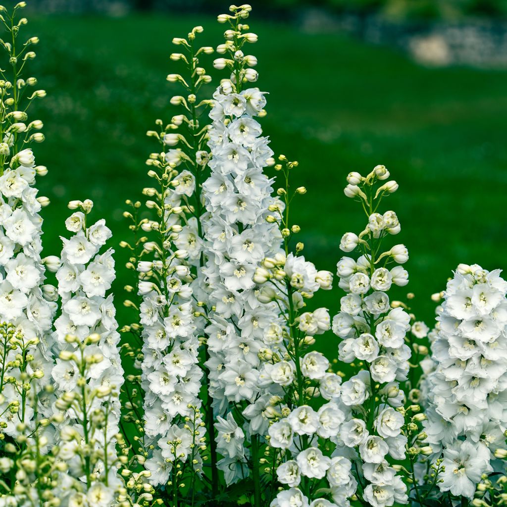 Espuela de caballero - Delphinium Pacific-hybrid Galahad