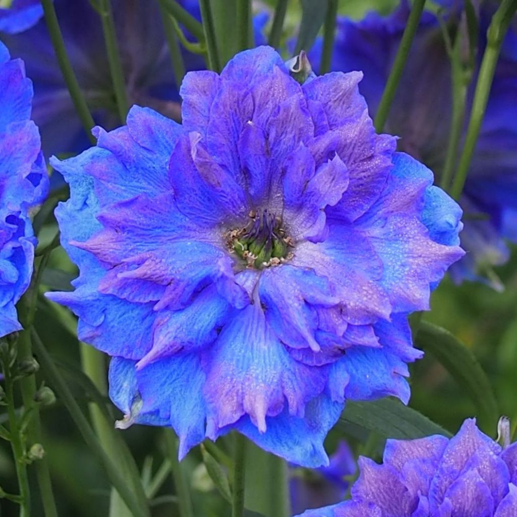 Delphinium Pagan Purples, Pied d'alouette