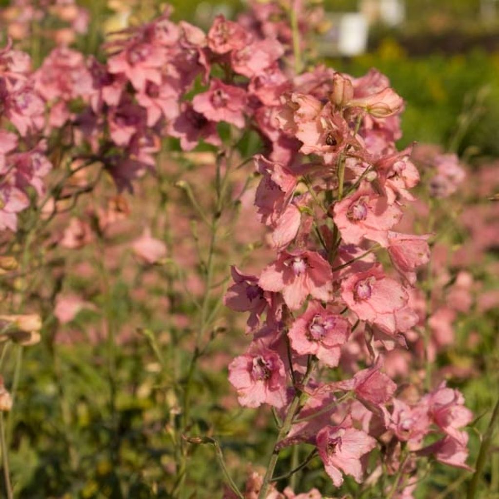 Espuela de caballero - Delphinium ruysii Pink Sensation