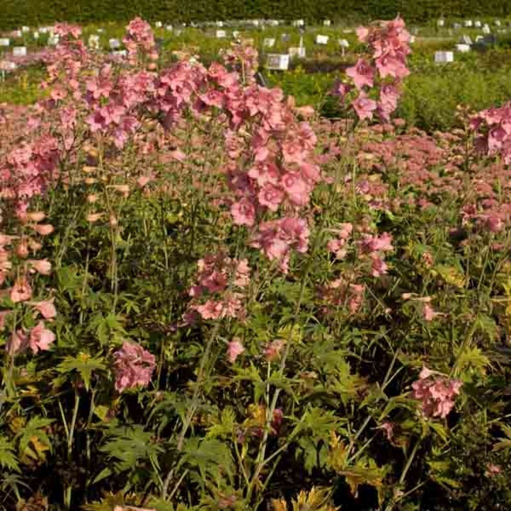 Espuela de caballero - Delphinium ruysii Pink Sensation