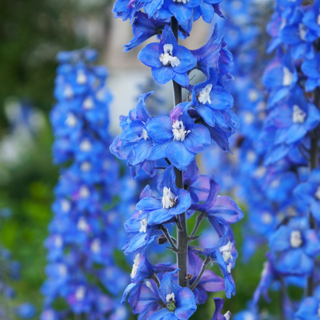 Espuela de caballero - Delphinium Pacific-hybrid Magic Fountain Sky Blue-White Bee