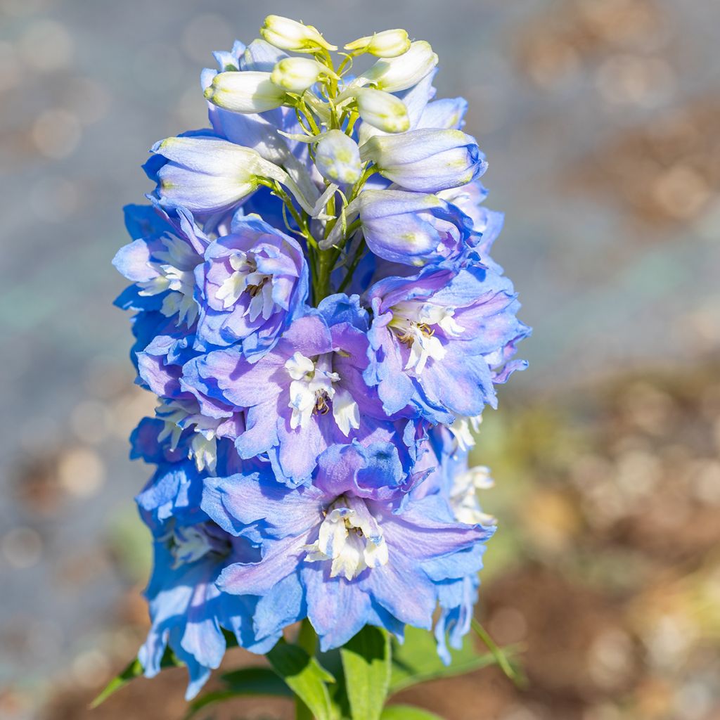 Espuela de caballero - Delphinium Pacific-hybrid Magic Fountain Sky Blue-White Bee