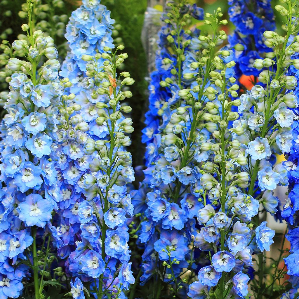 Espuela de caballero - Delphinium Pacific-hybrid Magic Fountain Sky Blue-White Bee