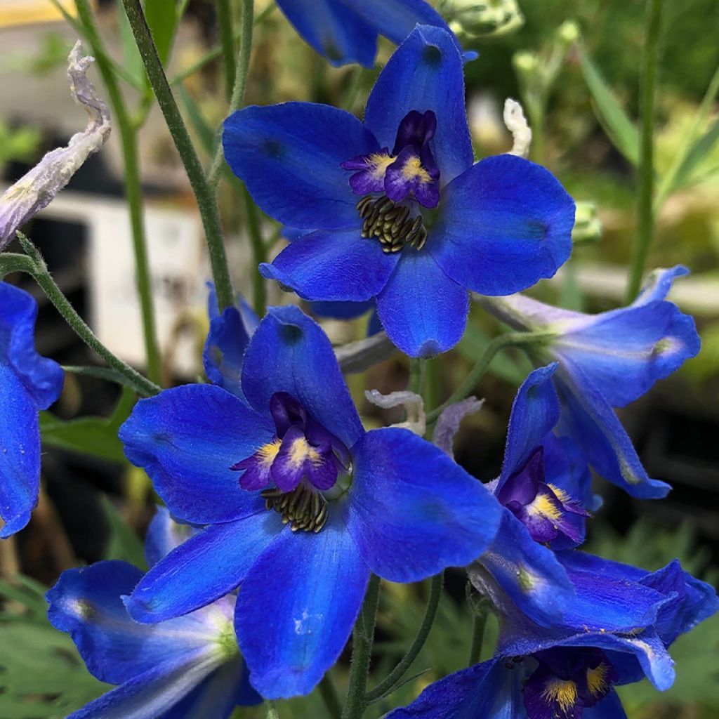 Espuela de caballero - Delphinium belladonna Völkerfrieden