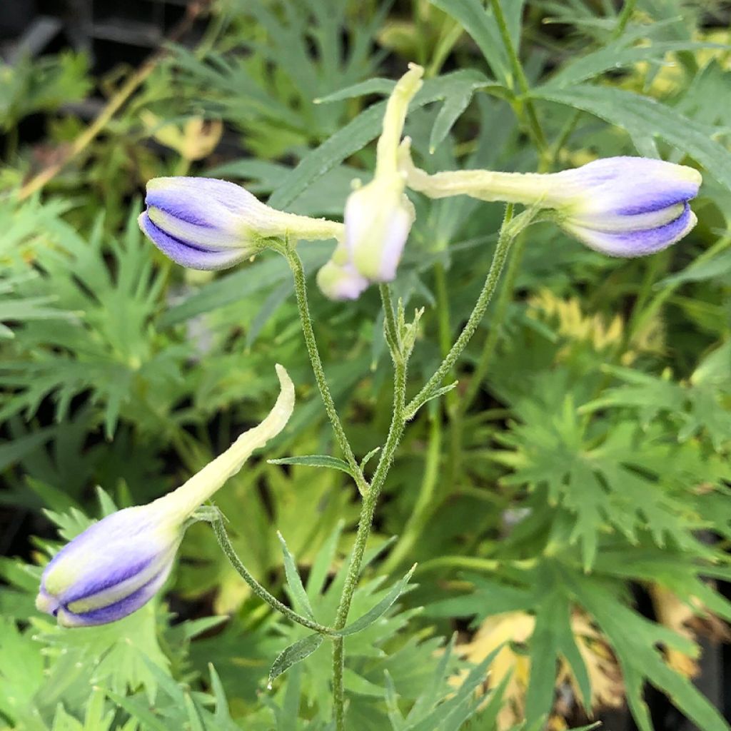 Espuela de caballero - Delphinium belladonna Völkerfrieden