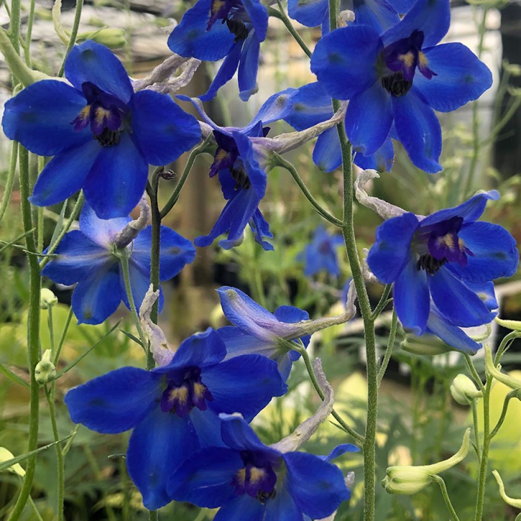 Espuela de caballero - Delphinium belladonna Völkerfrieden