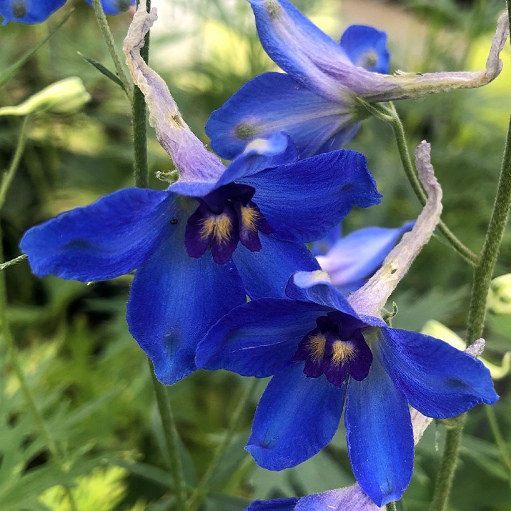 Espuela de caballero - Delphinium belladonna Völkerfrieden