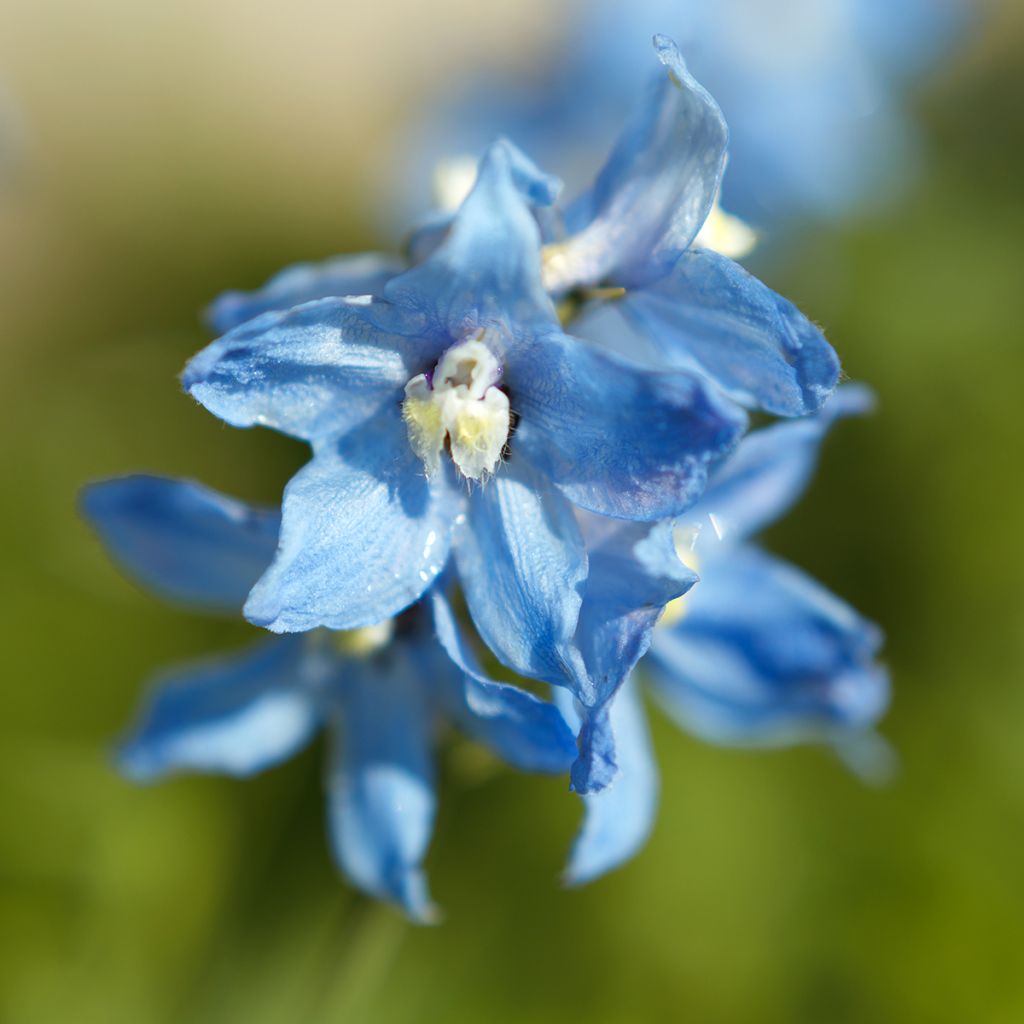 Espuela de caballero - Delphinium belladona Cliveden Beauty