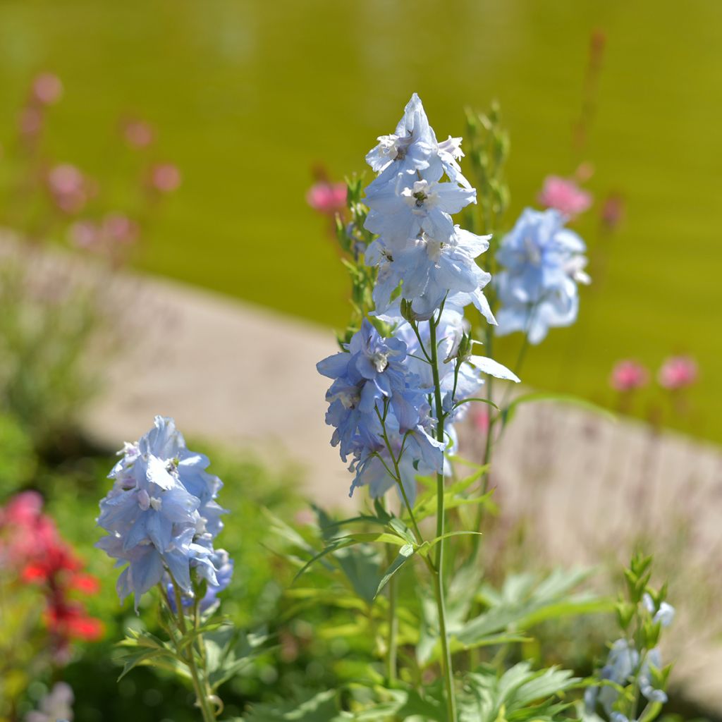 Espuela de caballero - Delphinium belladona Cliveden Beauty