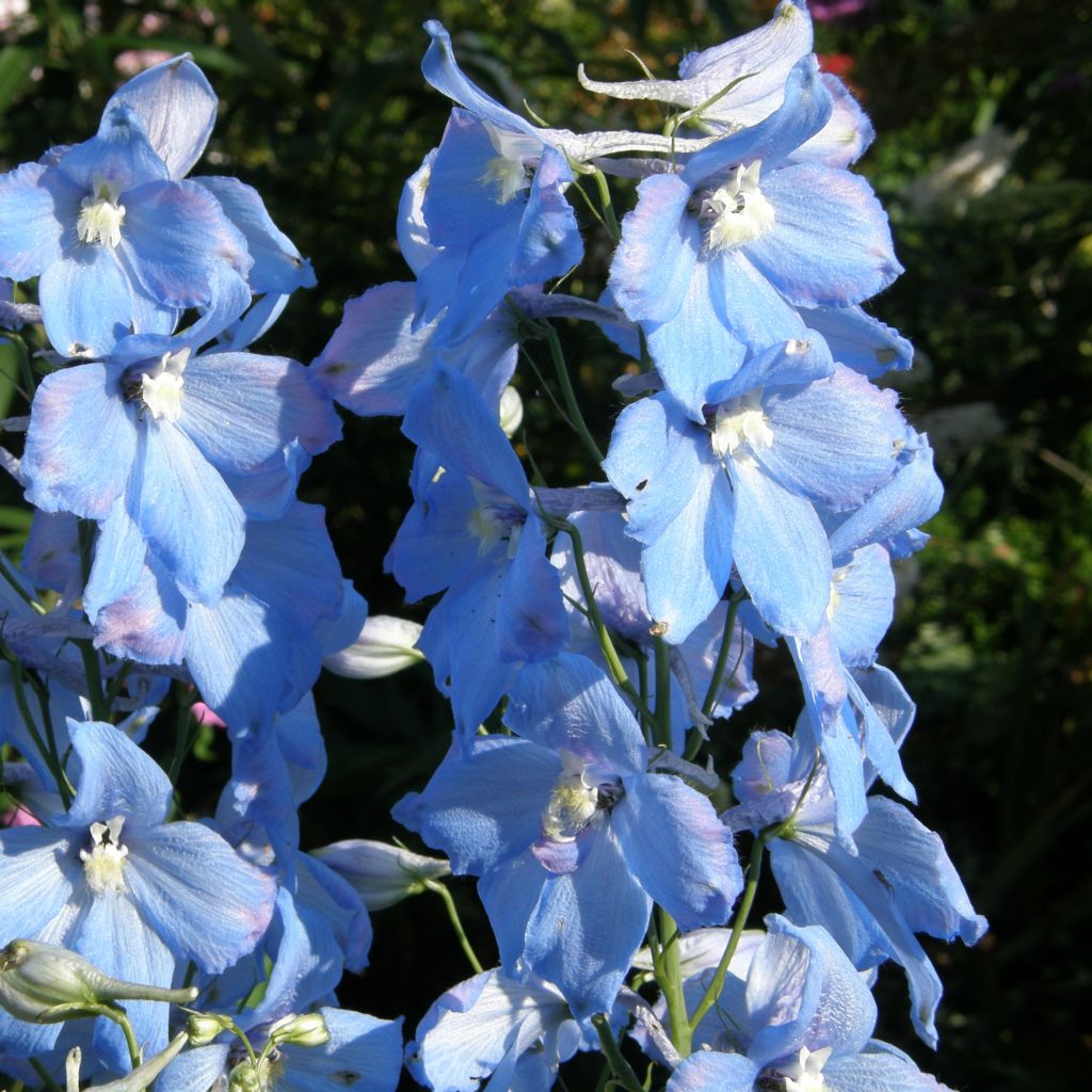 Delphinium belladonna Piccolo, Pied d Alouette