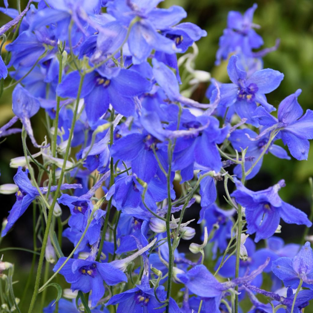 Espuela de caballero - Delphinium belladonna Völkerfrieden