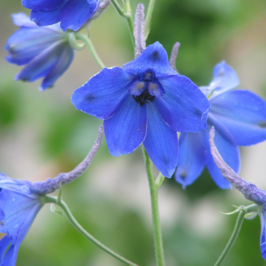 Espuela de caballero - Delphinium belladonna Völkerfrieden