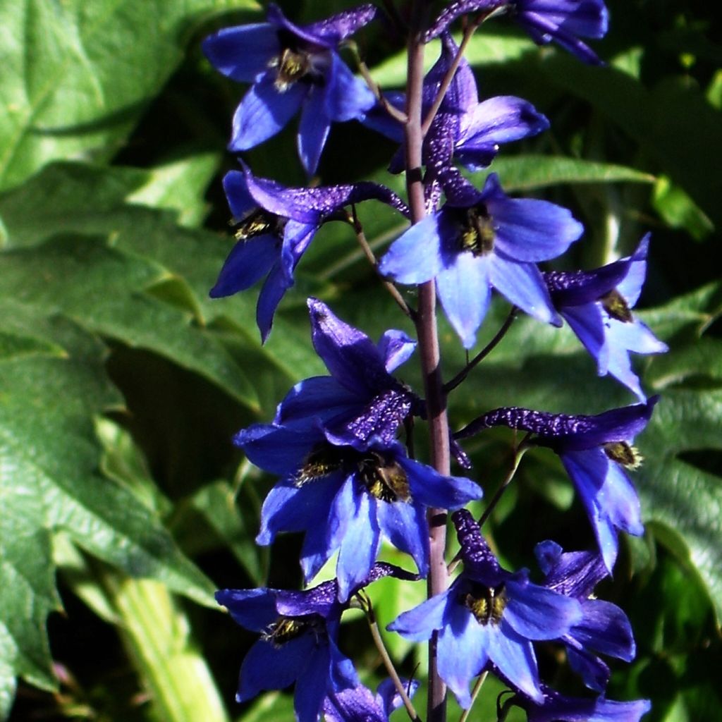 Espuela de caballero - Delphinium belladonna Völkerfrieden