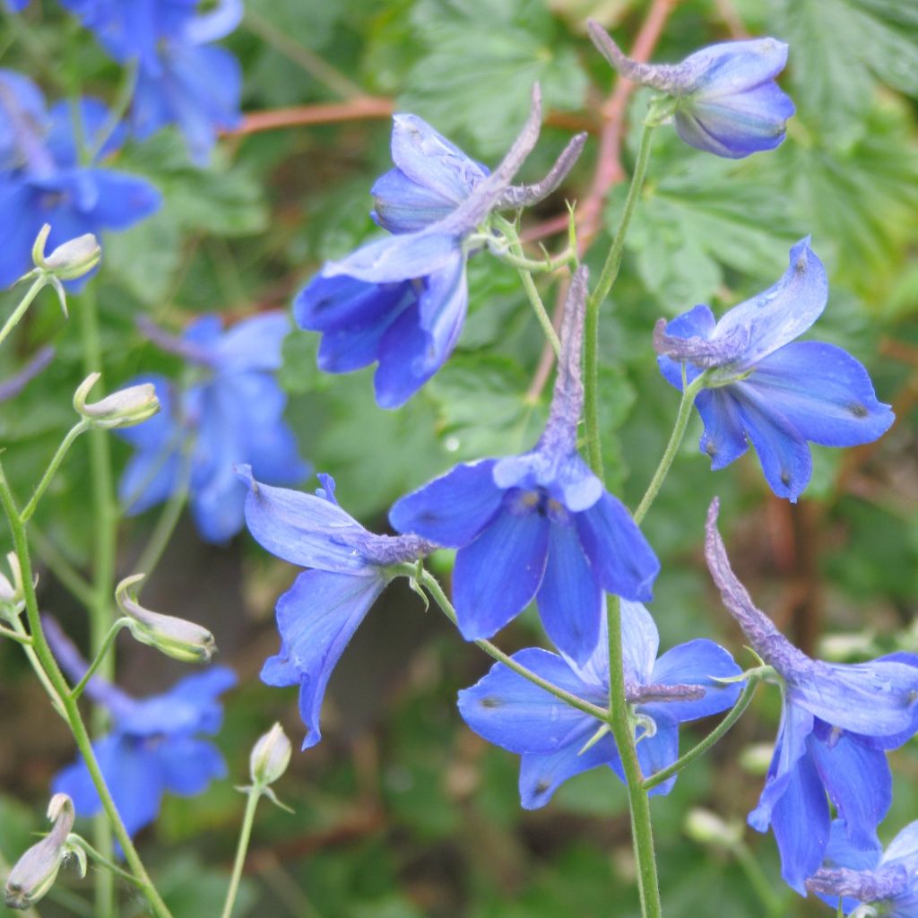 Espuela de caballero - Delphinium belladonna Völkerfrieden