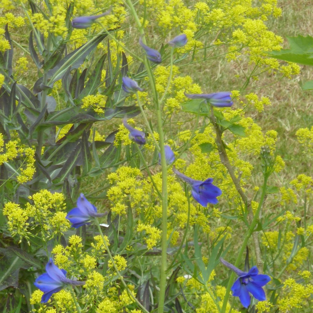 Espuela de caballero - Delphinium belladonna Völkerfrieden