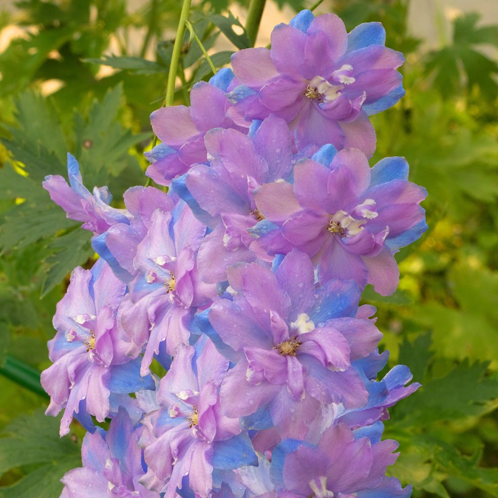 Espuela de caballero - Delphinium elatum Morning Lights