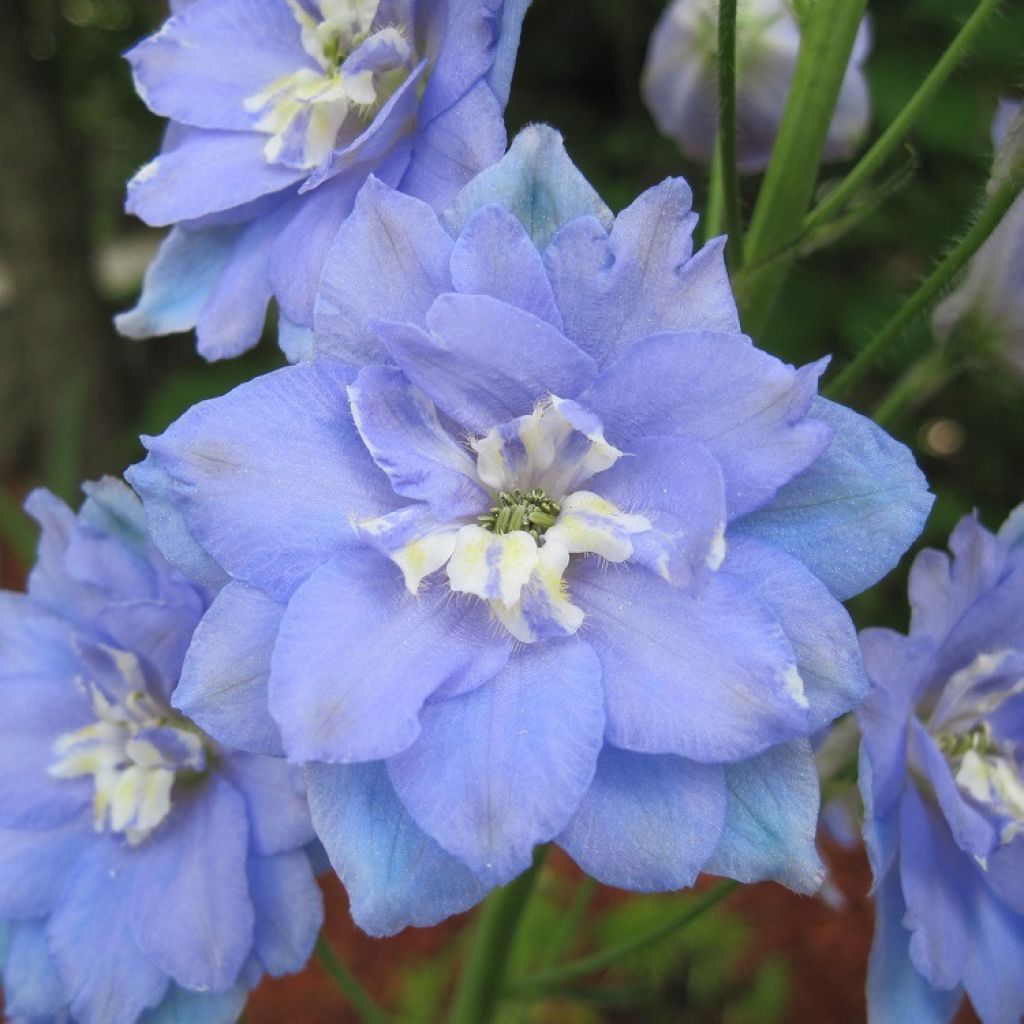 Delphinium elatum Morning Lights, Pied d'alouette