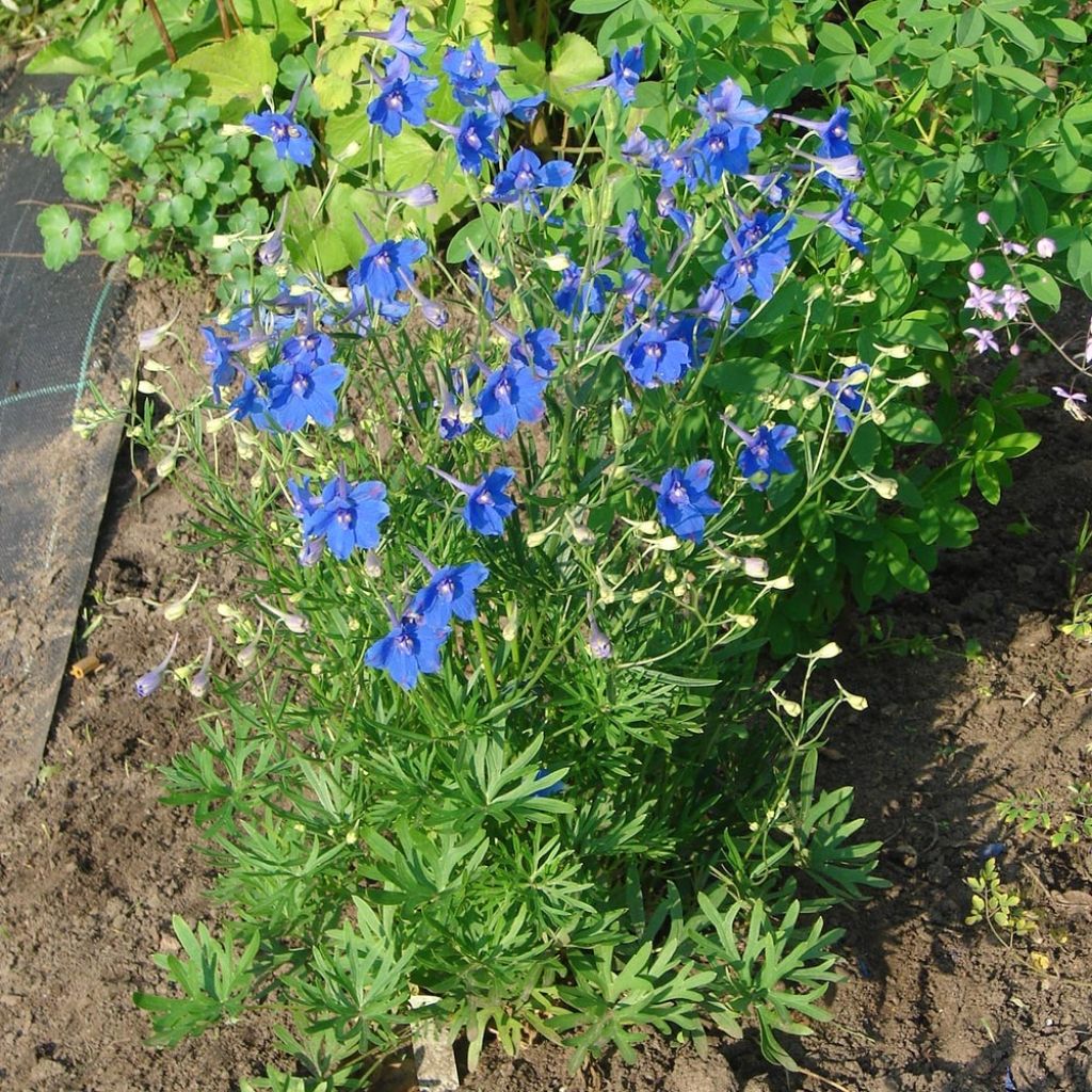 Delphinium grandiflorum Blauer Zwerg - Pied d'Alouette Blauer Zwerg