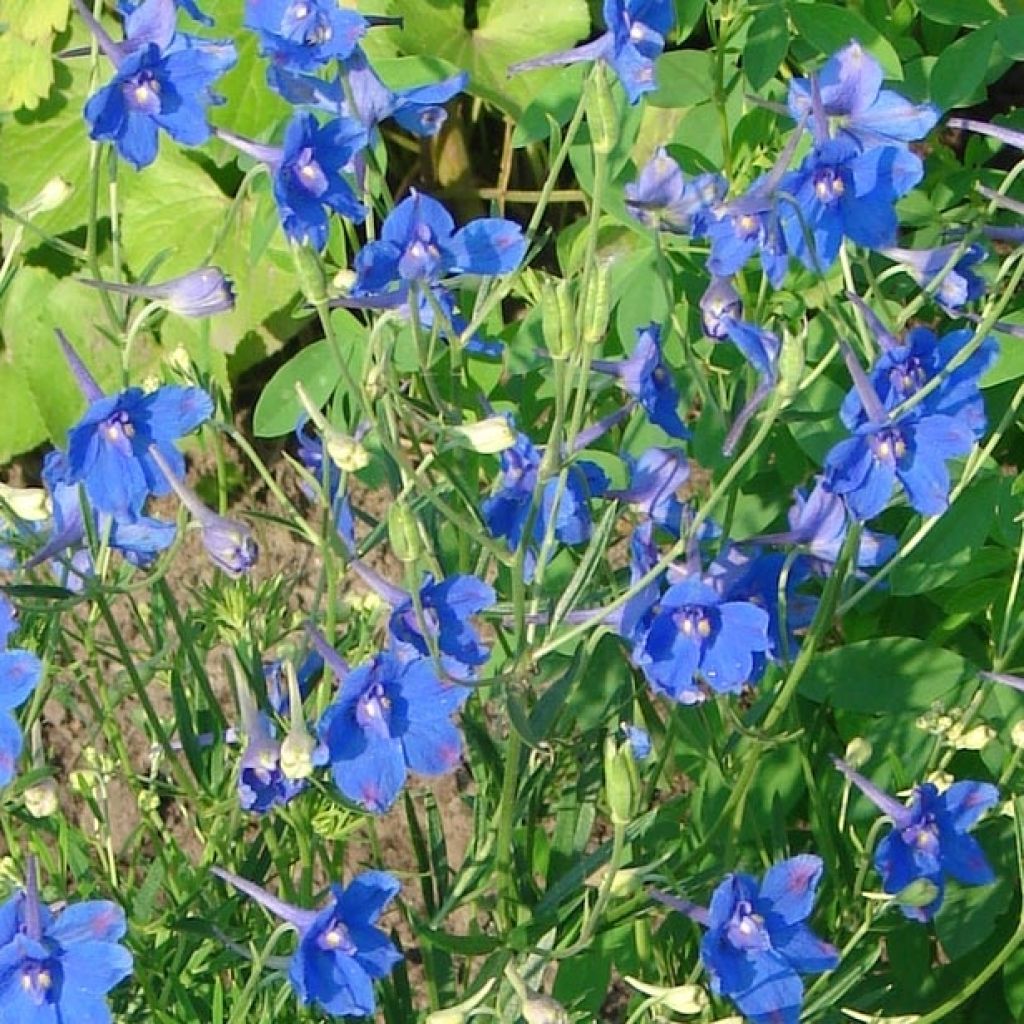 Delphinium grandiflorum Blauer Zwerg - Pied d'Alouette Blauer Zwerg