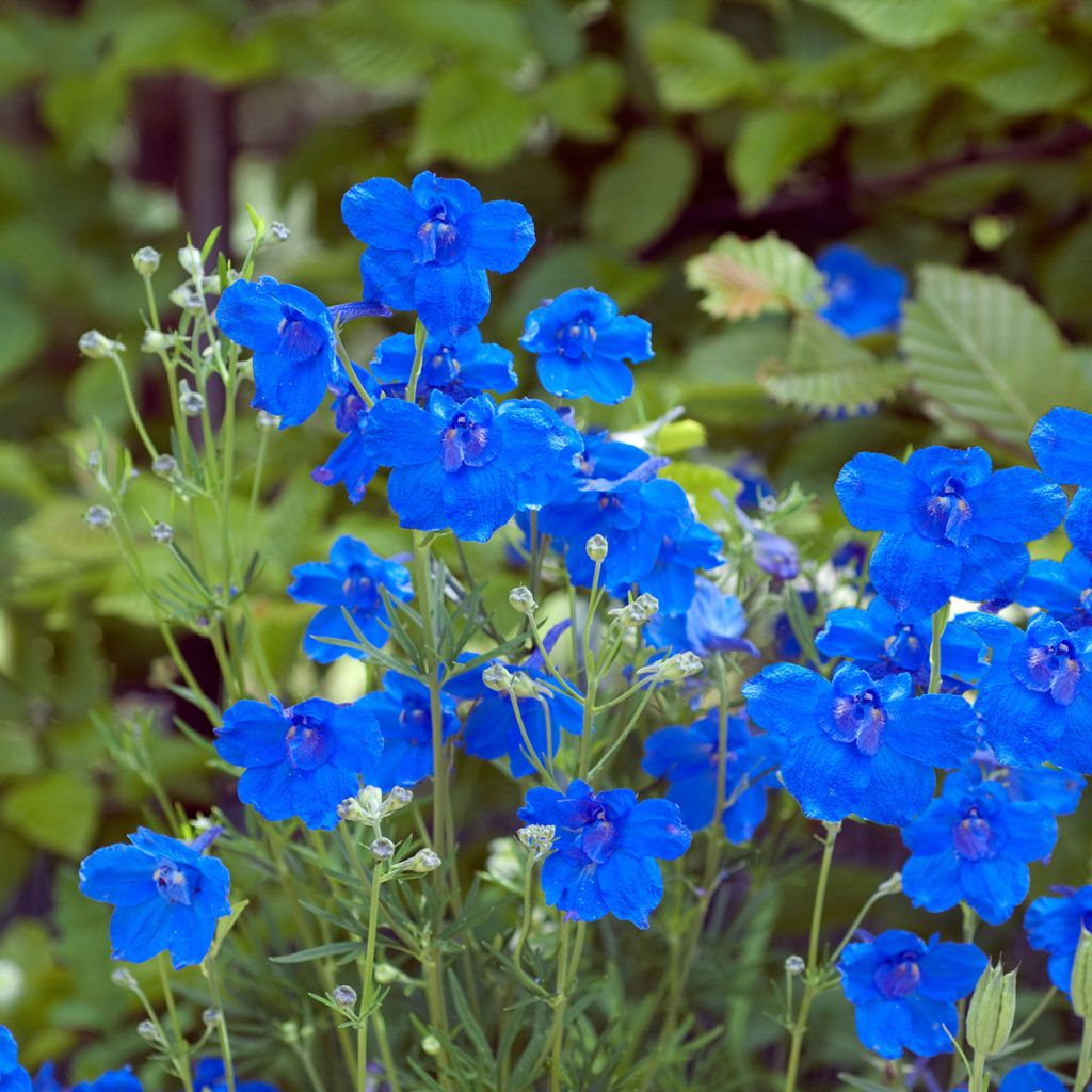 Espuela de caballero - Delphinium grandiflorum Blauer Zwerg