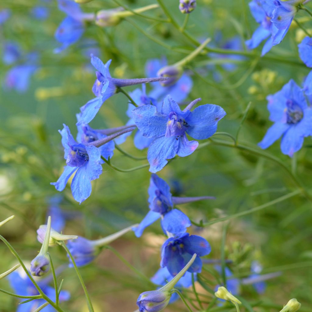 Espuela de caballero - Delphinium grandiflorum Blauer Zwerg