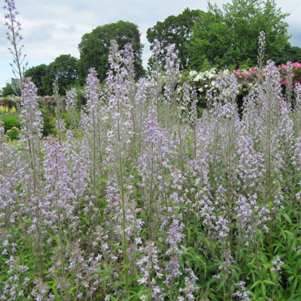 Delphinium requienii, Pied d Alouette